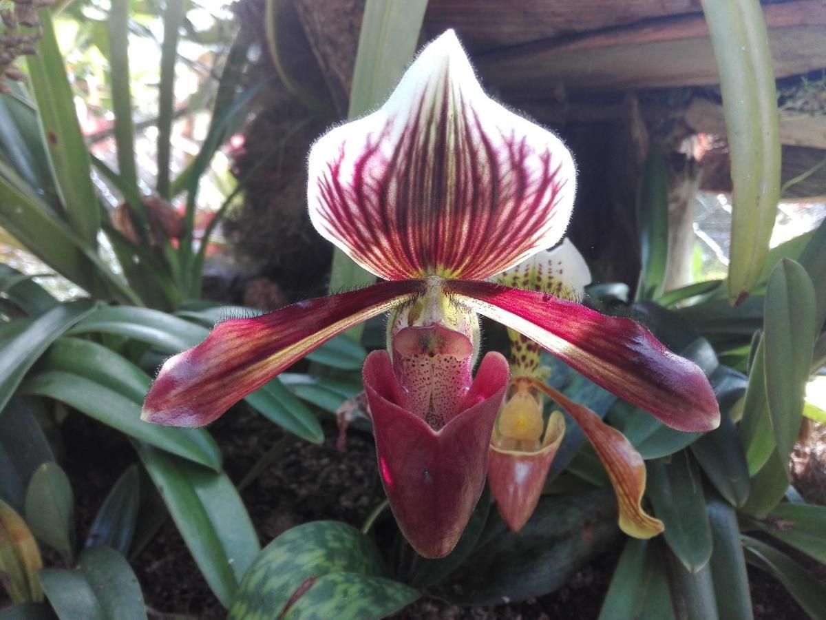 Mi Jardin Encantado Villa Eksteriør billede