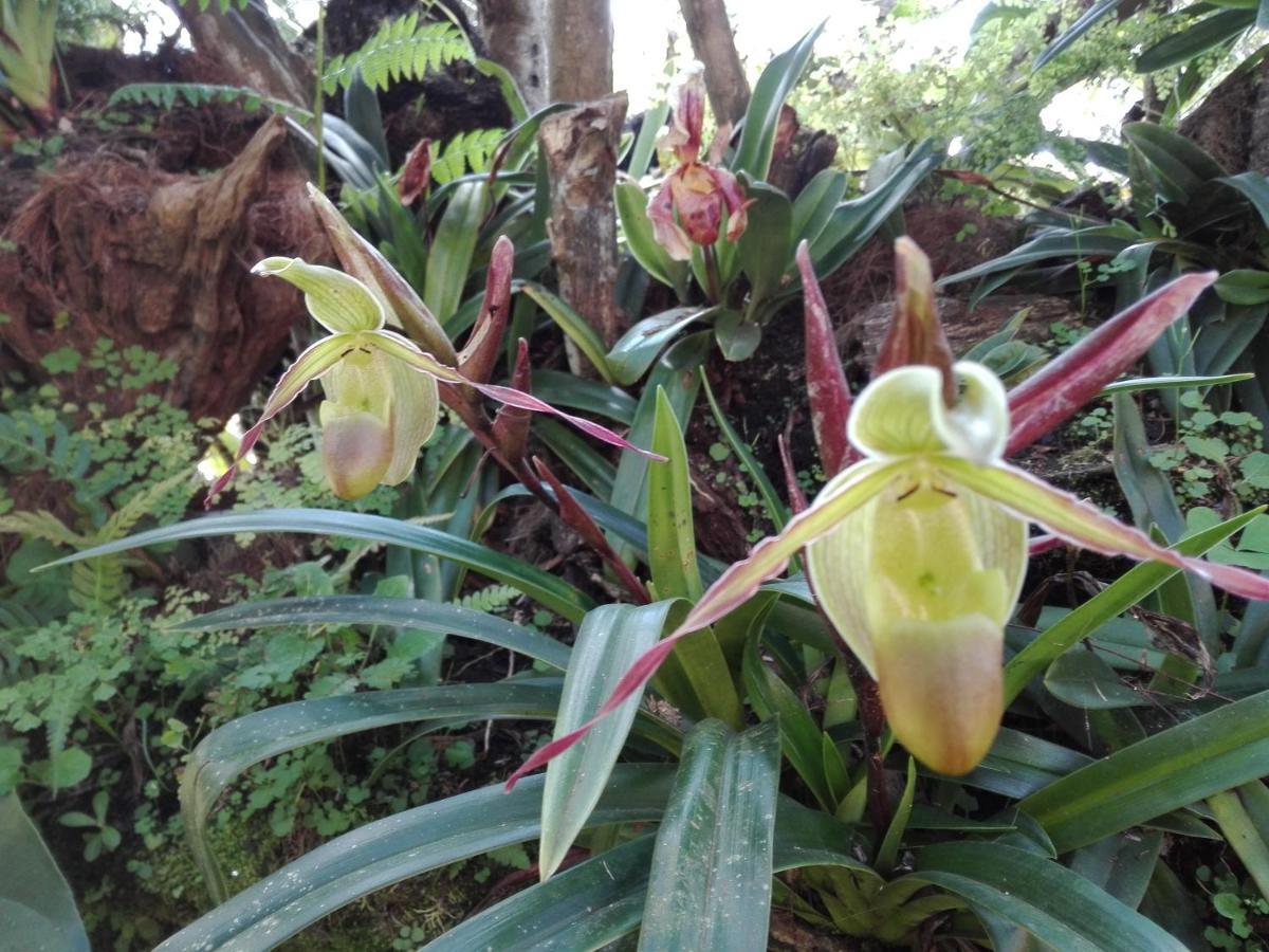 Mi Jardin Encantado Villa Eksteriør billede