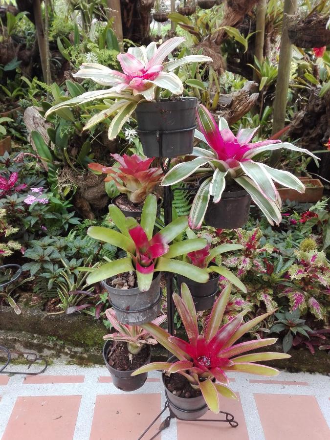 Mi Jardin Encantado Villa Eksteriør billede